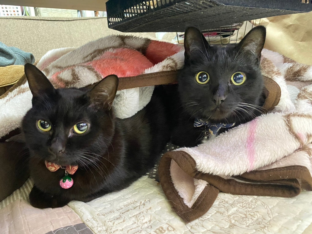 【ペット専門】 "生きている" メリアル・アート 】あなたの大切な思い出を〝生きているメモリアル・アートに〟